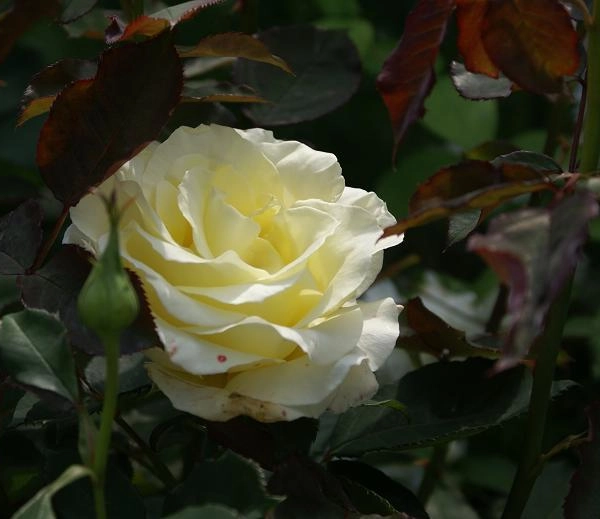 ROSIER Grande fleur 'AMATSU OTOME'