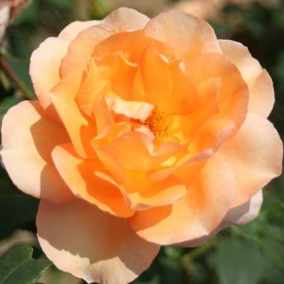 ROSIER Grande fleur 'BARBARA  HENDRICKS' ® Dorgan