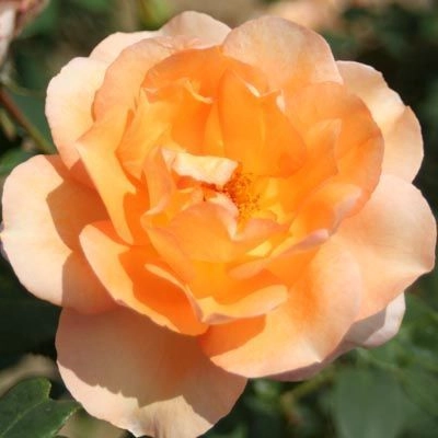 ROSIER Grande fleur 'BARBARA HENDRICKS' ® Dorgan