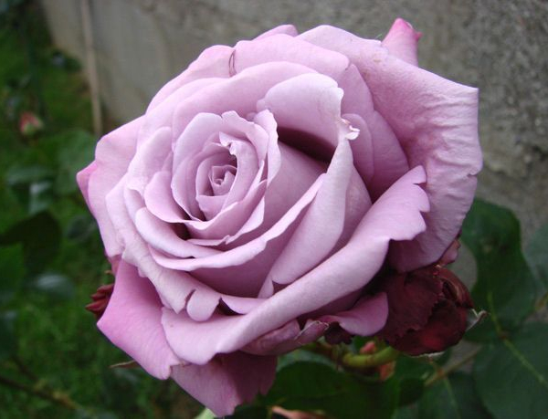 ROSIER Grande fleur 'CHARLES DE GAULLE' ® Meilanein