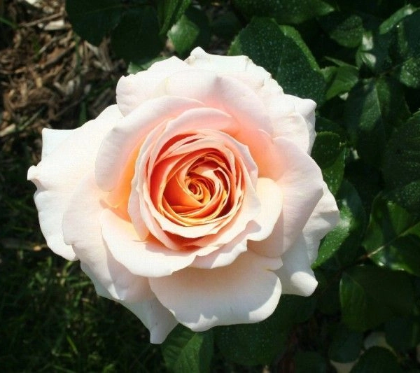 ROSIER Grande fleur 'CHIMENE' ® Harzazz