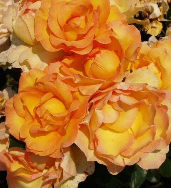 ROSIER Grande fleur 'EUREKA' ® Meizambaizt