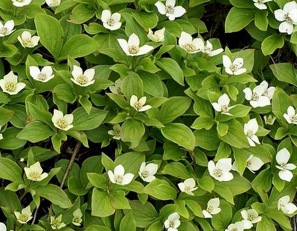 CORNUS canadensis - Cornouiller du canada