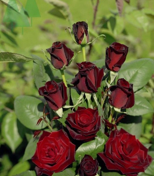 ROSIER Grande fleur 'GRAND CHATEAU' ® Tanelorak