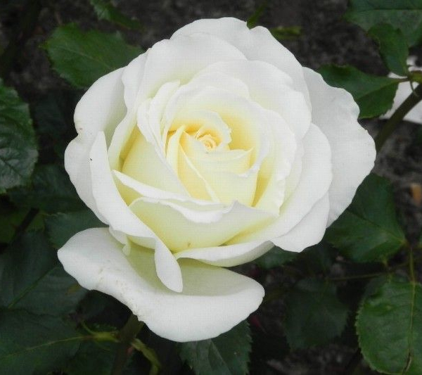 ROSIER Grande fleur 'IRINA BONDARENKO' ® Tan 07117