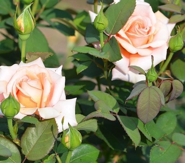 ROSIER Grande fleur 'JOLIE MOME' ® Fryxotic