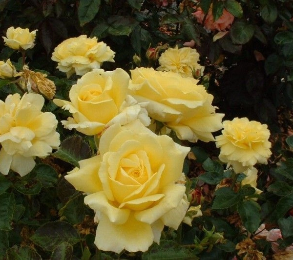 ROSIER Massifs 'GOLDEN DELIGHT'