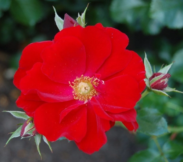 Rosier Couvre-sol 'Austriana' ® Tananaistrua