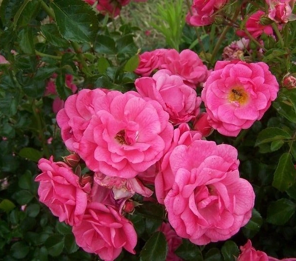 Rosier Couvre-sol 'Beauce' ® Korsilan