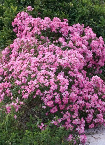 Rosier Couvre-sol 'Cumbaya' ® Meyzabo