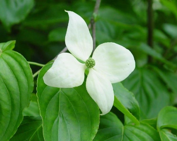 CORNUS florida - Cornouiller à fleurs américain