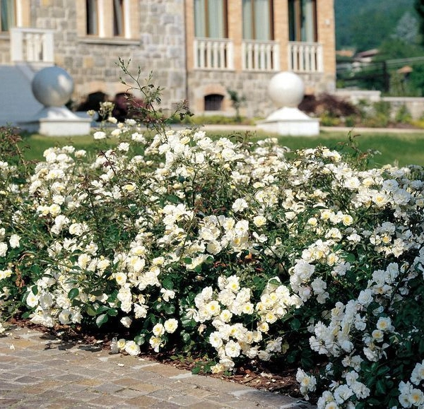 Rosier Couvre-sol 'Neige d'Eté' ® Tanigino