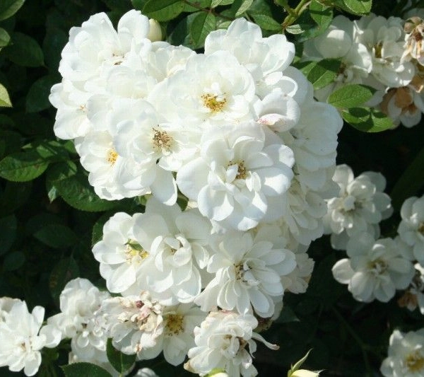 Rosier Couvre-sol 'Pyrénées' ® Poulcov
