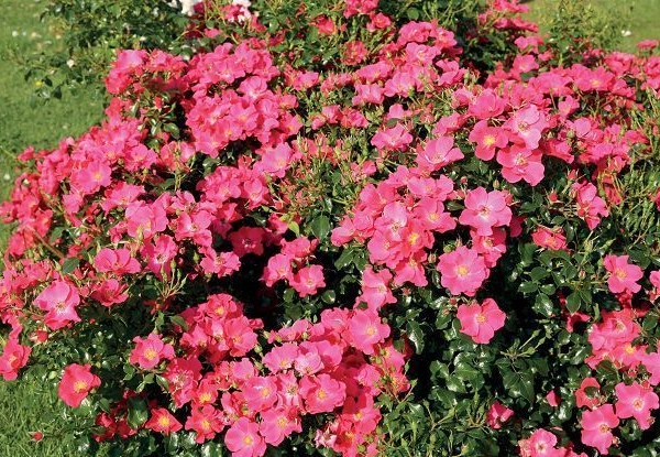 Rosier Couvre-sol 'Xylon' ® Tan 04999