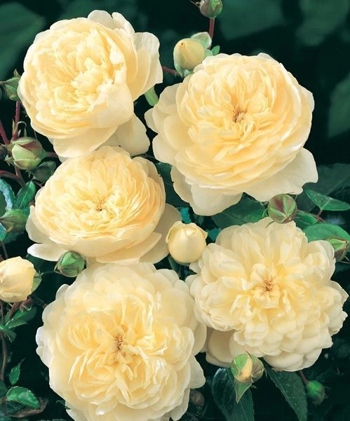 ROSIER Grimpant 'CANTERBURY' ® Harfable