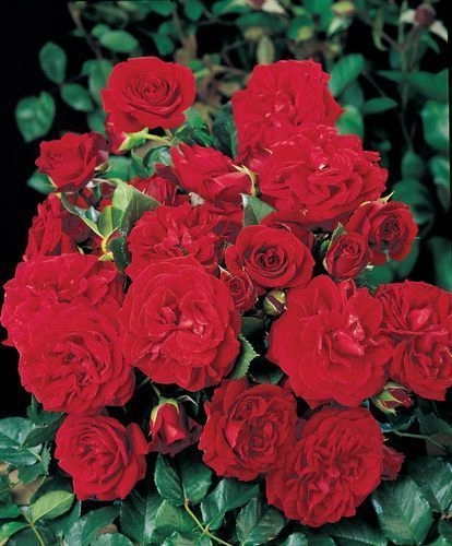 ROSIER Grimpant 'CUMBERLAND' ® Harnext
