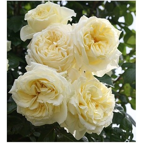 ROSIER Grimpant 'L'ALCAZAR' ® Tanefle