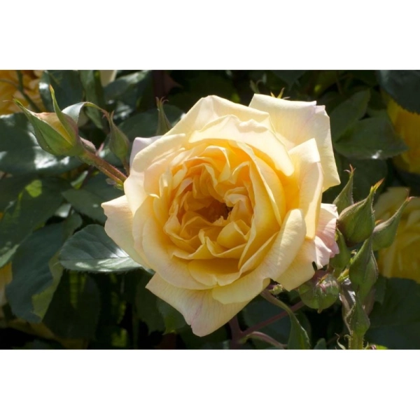 ROSIER Grimpant 'MICHKA' ® Meivaleir