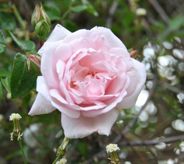 ROSIER Grimpant 'NEW DAWN'