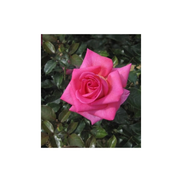 ROSIER Grimpant 'PARFUM ROYAL' ® Nirparf