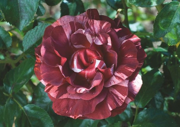 ROSIER Grimpant 'BROWNIE' ® Simstripe