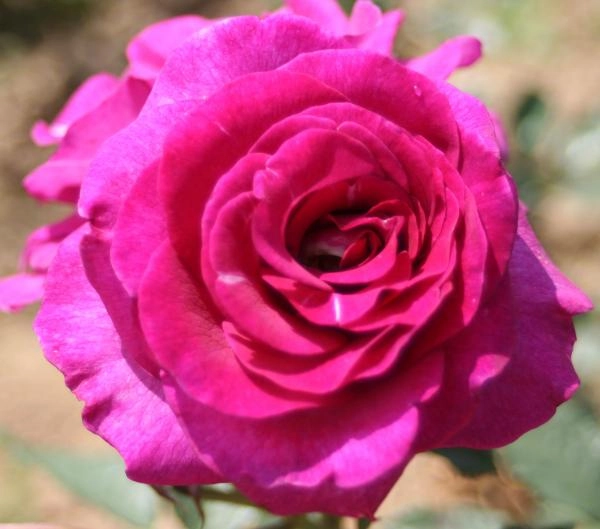 ROSIER Grimpant 'VIOLETTE PARFUMEE' ® Dorientsar