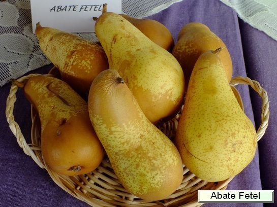 POIRIER 'Abate Fetel' - Arbre fruitier