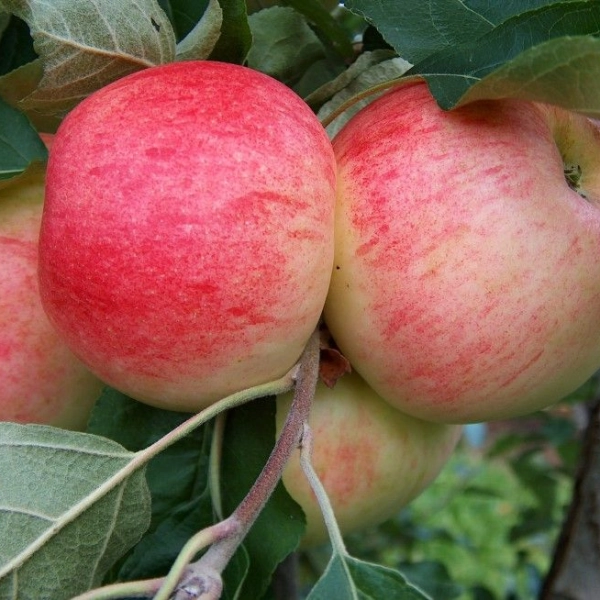 POMMIER 'Cybèle' ® - Arbre fruitier