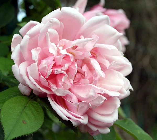 Rosier Grimpant Liane 'ALBERTINE'