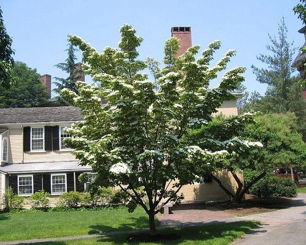 CORNUS kousa 'Chinensis' - Cornouiller à fleurs