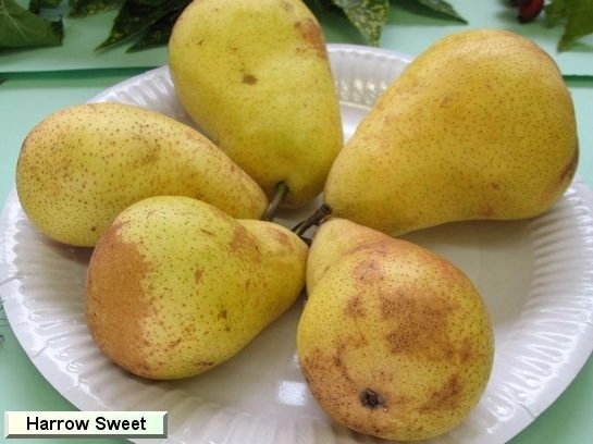 POIRIER 'Harrow sweet' ® - Arbre fruitier