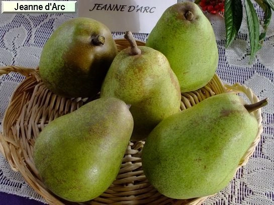 POIRIER 'Jeanne D'Arc' - Arbre fruitier