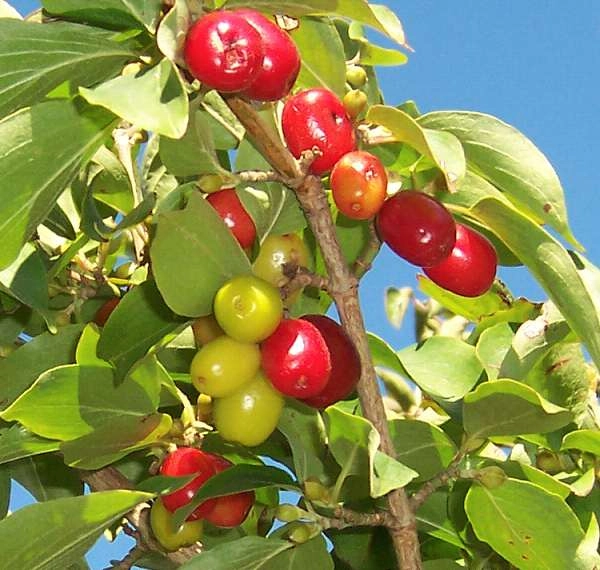 CORNUS mas