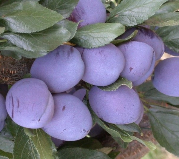 PRUNIER 'Quetsche d'Alsace' - Arbre fruitier