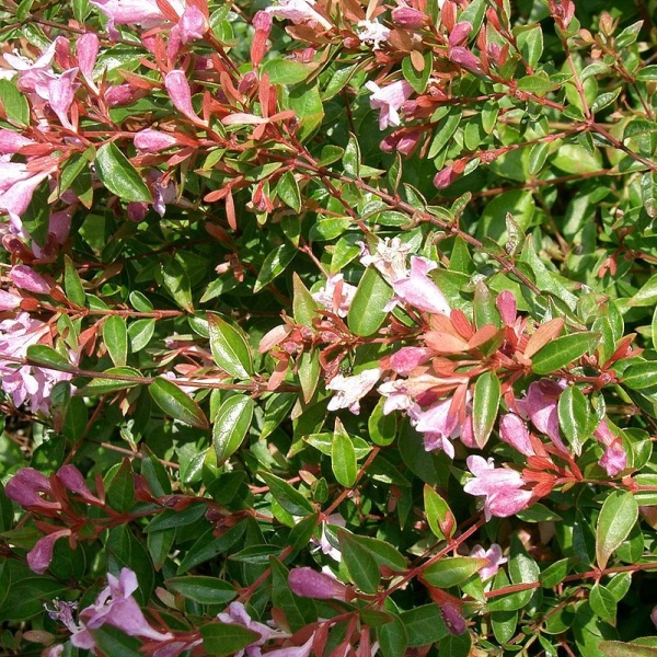 ABELIA grandiflora