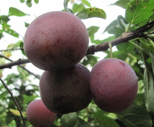 PRUNIER 'Reine 'Claude d'Althan' - Arbre fruitier
