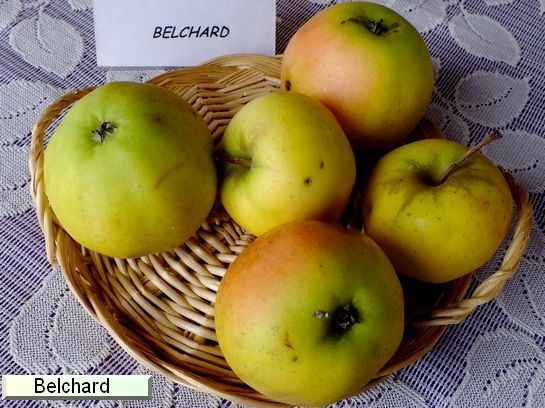 POMMIER 'Belchard' - Arbre fruitier
