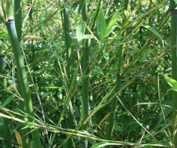 PHYLLOSTACHYS flexuosa - Bambou