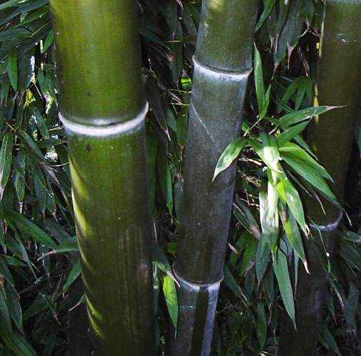 PHYLLOSTACHYS nigra - Bambou noir