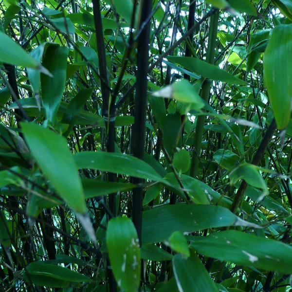 PHYLLOSTACHYS nigra - Bambou noir