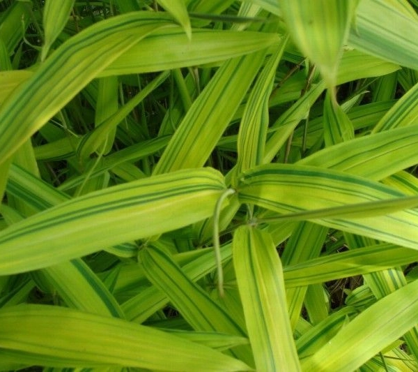 PLEIOBLASTUS Auricoma
