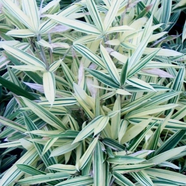 SASAELLA Masamuneana 'Albostriata' - Bambou nain
