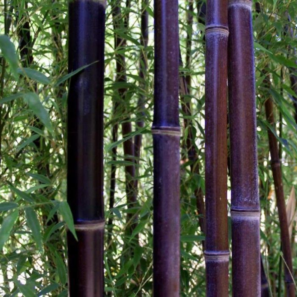 SEMIARUNDINARIA Fastuosa - Bambou