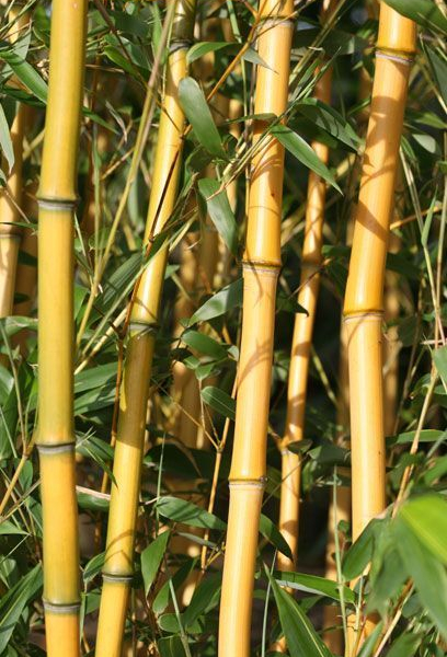 PHYLLOSTACHYS humilis - Bambou