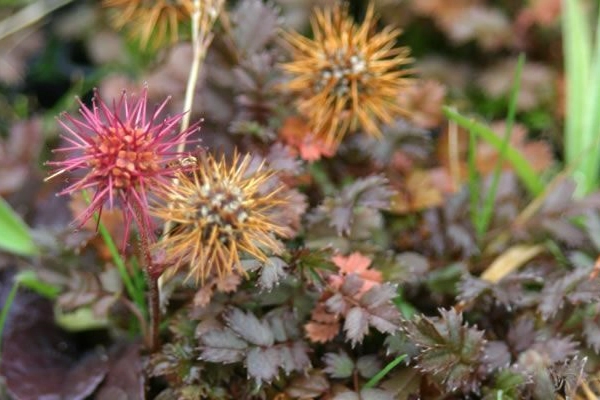 ACAENA magellanica - Lampourde