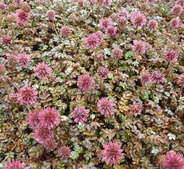 ACAENA microphylla 'Kupferteppich'