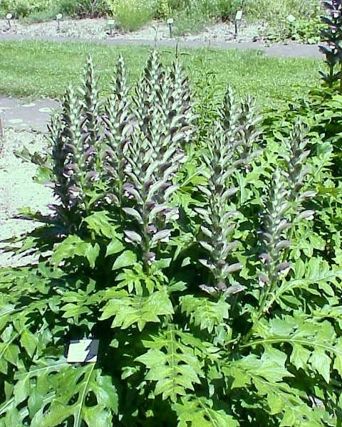 ACANTHUS hungaricus
