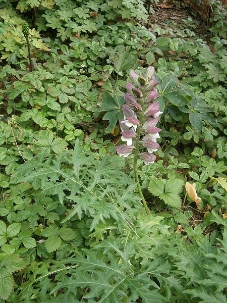 ACANTHUS spinosus