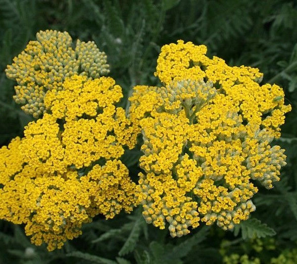 ACHILLEA 'Coronation Gold'