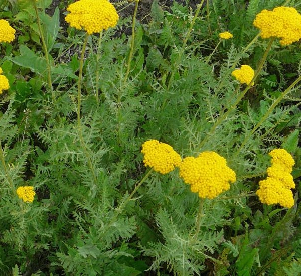 ACHILLEA filipendulina 'Cloth of gold'